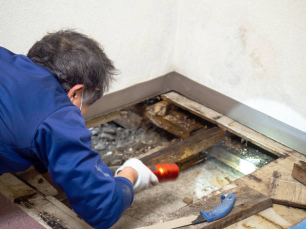 Best Fast Mold Removal  in Mojave, CA