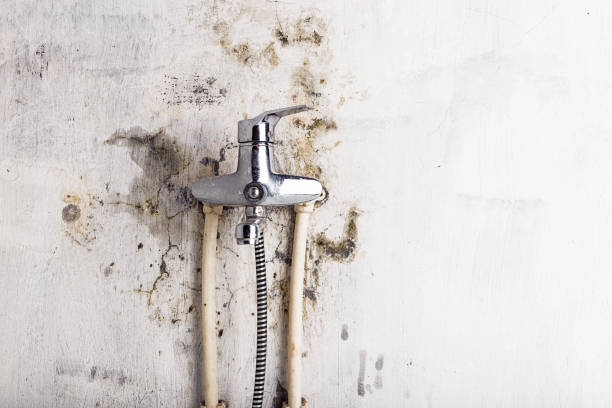 Best Mold Remediation  in Mojave, CA