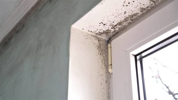 Best Home Mold Removal  in Mojave, CA