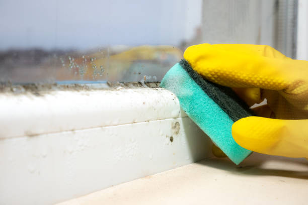 Best Home Mold Removal  in Mojave, CA