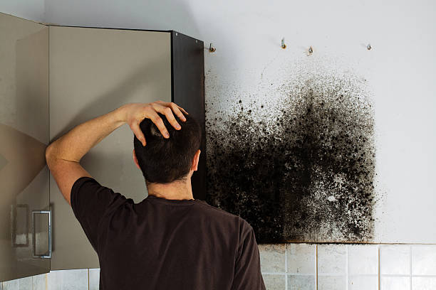 Best Mold Removal Company Near Me  in Mojave, CA