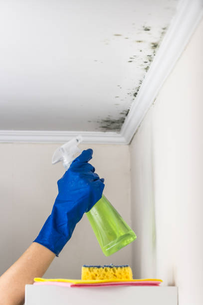 Best Certified Mold Removal  in Mojave, CA